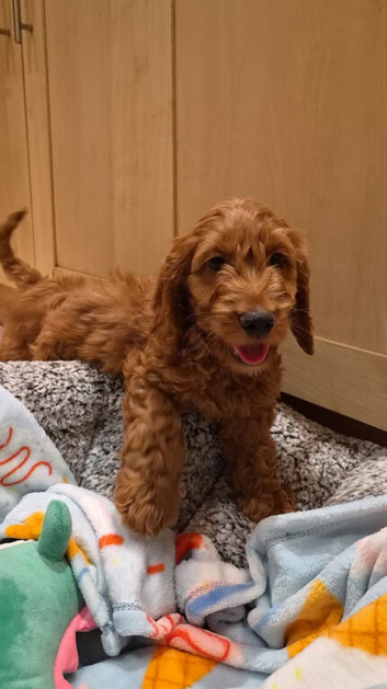 Gorgeous Cavapoo puppies