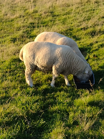 Poll Dorset Ram For Sale