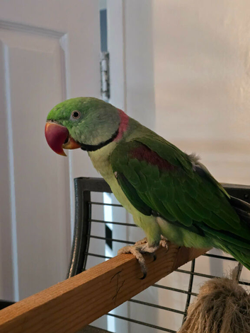 Alexandrine parrot male 2 years old