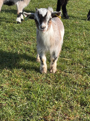 Pygmy goats