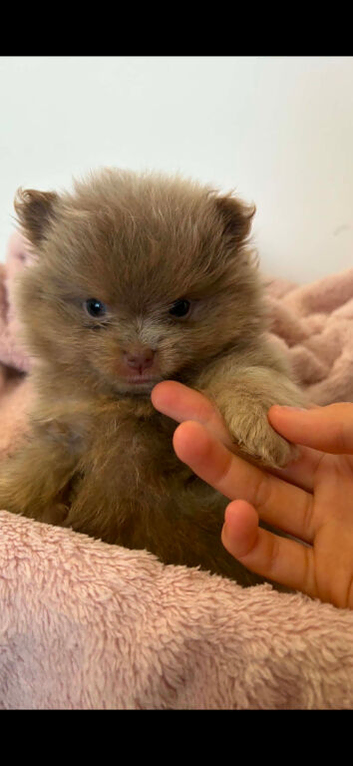 Rare lilac pomeranian puppys for sale