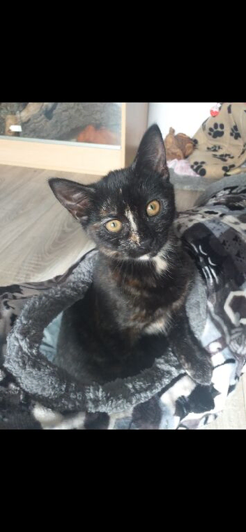 Calico female kitten
