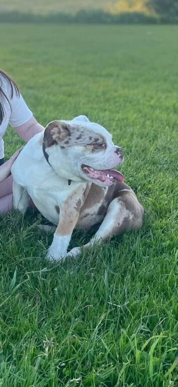 Old tyme English bulldogge
