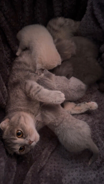 Scottish Fold x British Shorthair Kittens &ndash; 3 Weeks Old