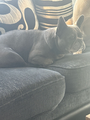 4 year old