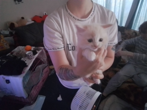 7 Lovely fluffy ragdoll/Scottish fold kittens