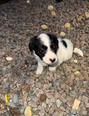 Lovely poppy black and white for rehoming