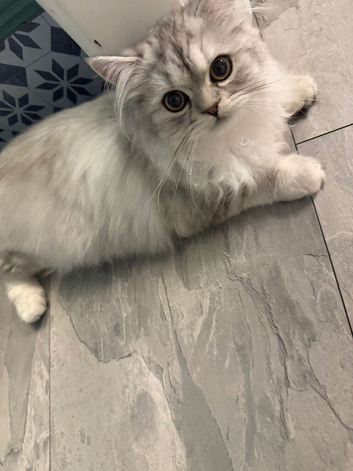 Silver point kitten
