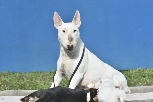 Quality miniature english bull terrier puppies