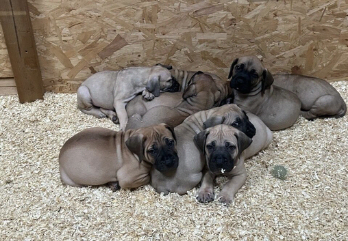 South African boerboels