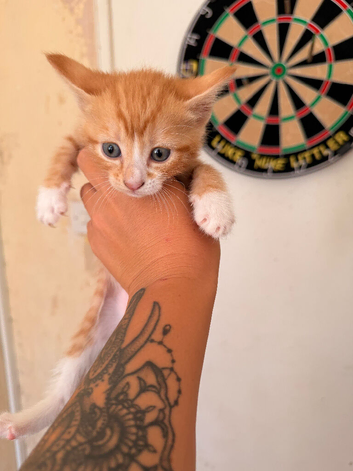 Beautiful ginger kittie