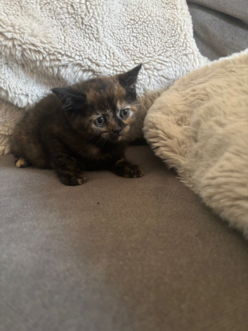 Last two Persian cross kittens