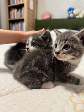Kittens for sale