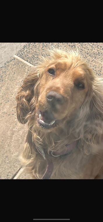 Our beautiful girl ruby