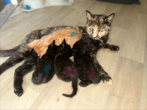 4 kittens
