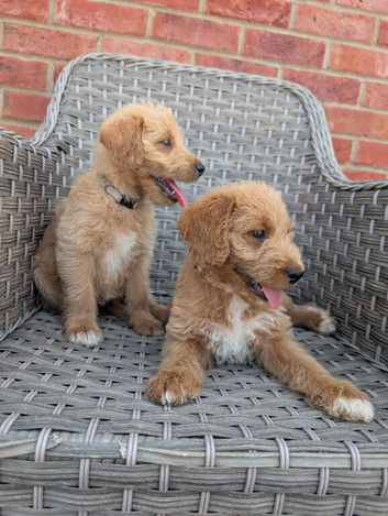 Outstanding Australian labradoodles