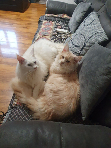 Tica registered kittens