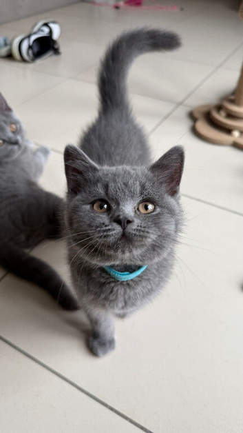 Ready Now GCCF British Blue Shorthair Kittens