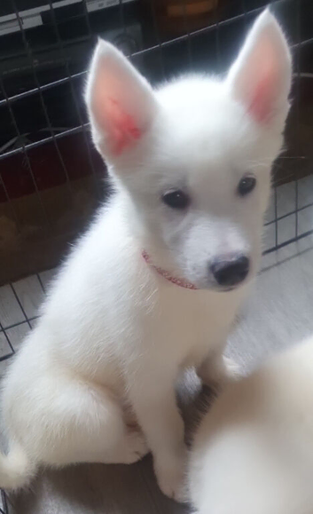 White Husky Pups looking for their forever homes