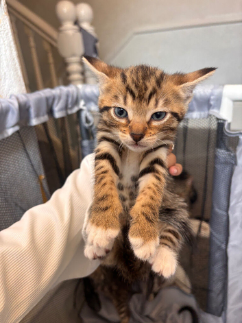 Mix bengal kitten