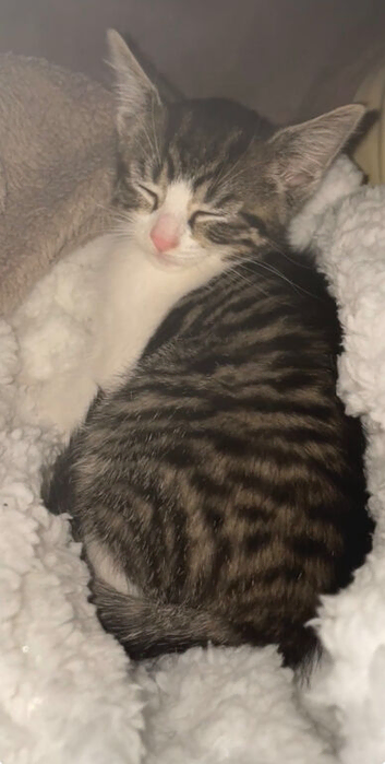 8 week