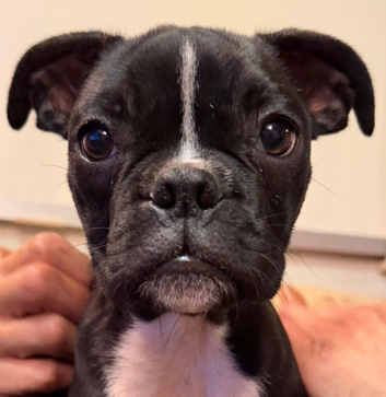 Last girl! take home Boxer x Boston terrier. Aka mini boxer quick sale