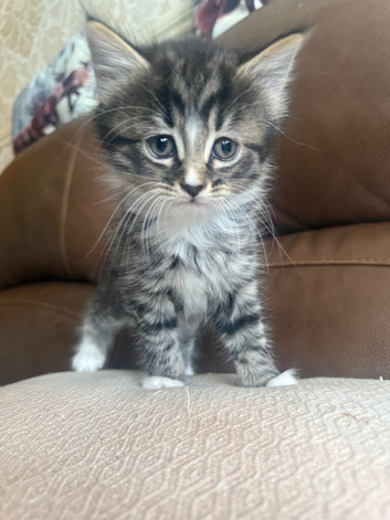3 Kittens for sale
