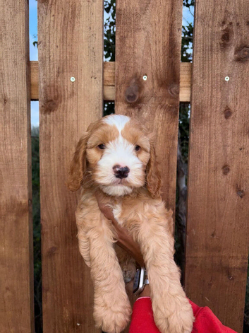 Cockapoo puppies looking for loving home