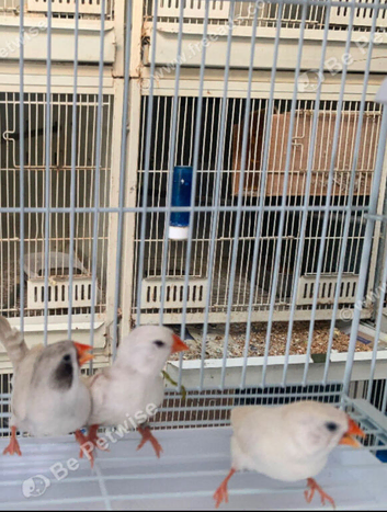 Zebra Finches for sale