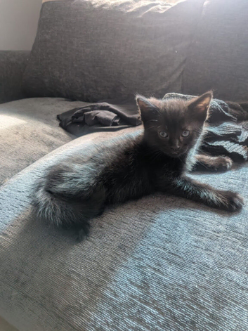Kittens for sale