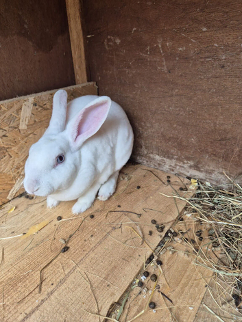 Male beautiful blue eyes /white Rex rabbit
