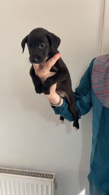 bull grey x whippet x saluki grey