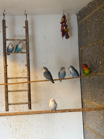 Lovebirds
