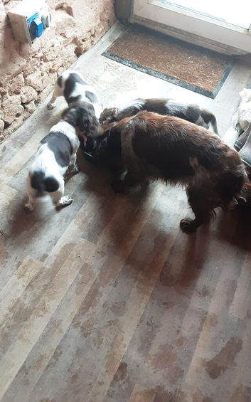 Cocker spaniel puppies