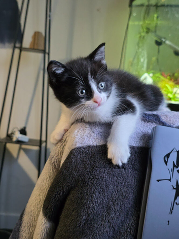 Ragdoll cross kitten, last little boy