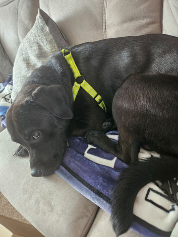 Ladador  x staffy