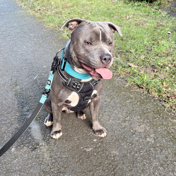 Staffordshire Stud