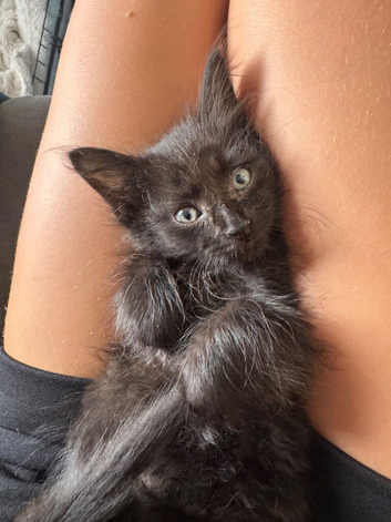 Sphynx mix ready now