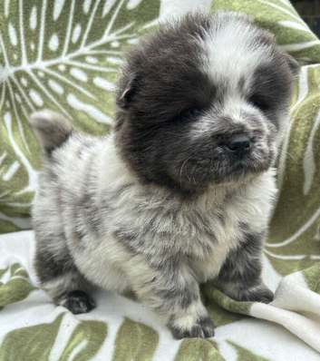 4 chow chow pups for sale