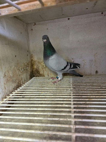 8 Racing pigeons hens