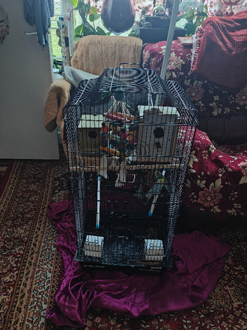4 x budgies + XL Cage