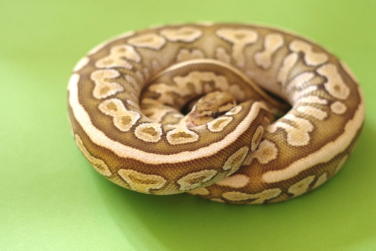 For sale Royal python