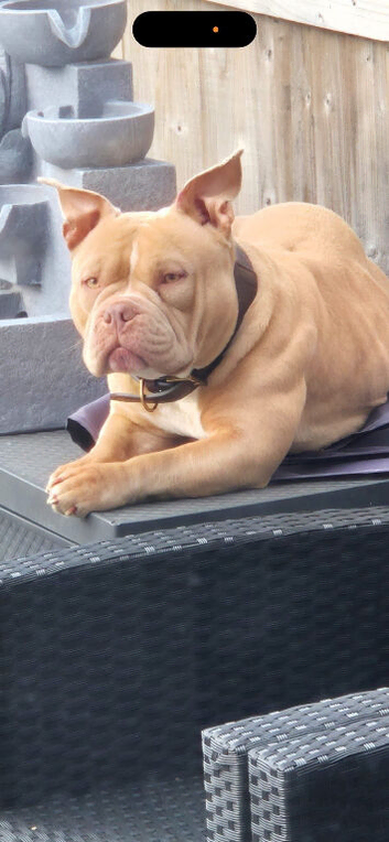 Beautiful pocket bully pups