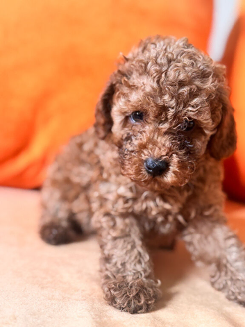 Beautiful Toy Poodle Puppies &ndash; Loving Homes Sought
