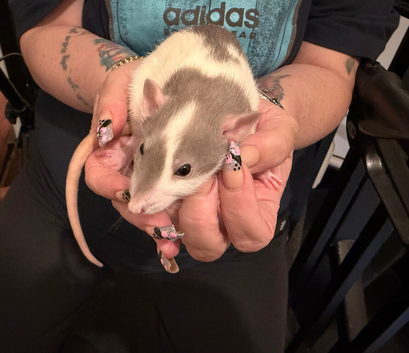 Adorable baby dumbo rats