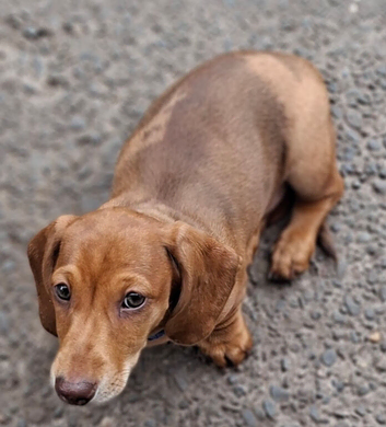 Gorgeous dapple Dachshund boy