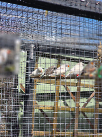 Zebra finches (white)