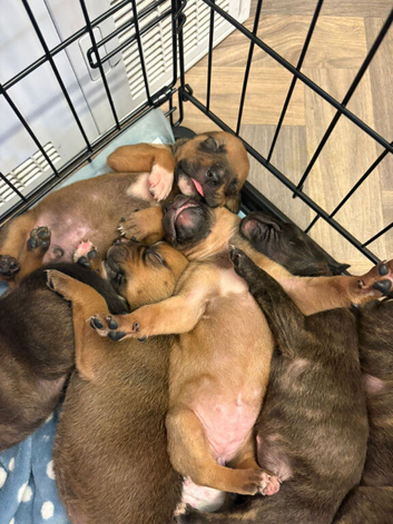 American bulldog x rottweiler