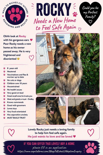 Rocky - German Shepherd