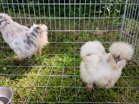 Silkie bantam pair
